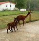 Boots 2012 Cria playing follow the leader with Aztec's Cria.