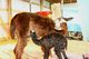 Boots 2012 cria at the milk bar