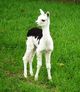 Fusion's first cria (Blackfoot)