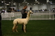 Fusion in the show ring fall 2010