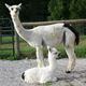 Fusion's 2nd cria (Franqlin)