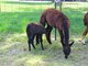 Mojolica and her first Cria (French Roast) 2012