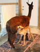 Mojo and her 2013 cria Baker.