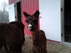 Mojo's 2016 cria, Uriah.