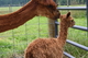 2013 Cria, Hayburner