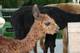 2014 Cria, Amy