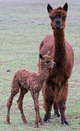 Bentley with mom an hour old