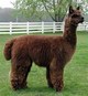 Grandsire Alianza Peruvian Choco