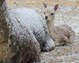 Valentino 2 days old with mom