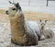 Valentino 2 days old with mom