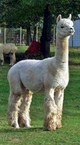 Casanova's Sire Peruvian Bueno G173