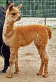 2009 cria Nalady - Nalayo x Lancelot