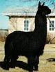 Godzilla's sire Fruzane Noir