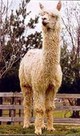 Grandsire CPeruvian Accoyo Jackpot