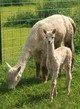 CARA AND CRIA-GREY WOLF'S DAM