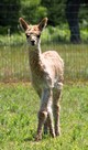 2014 cria