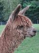 alpaca for sale