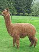 alpaca for sale