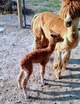 alpaca for sale