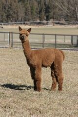 alpaca for sale