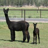 Opal w/ 2024 Female sired by Snow Diamond Absinthe 