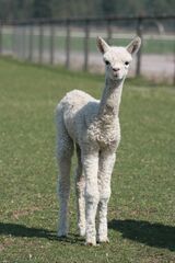 alpaca for sale