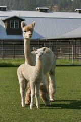 alpaca for sale