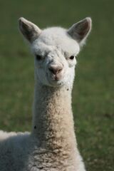 alpaca for sale