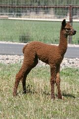 2024 Fermale Cria by Snow Diamond Absinthe 