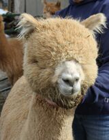 alpaca for sale