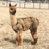 alpaca for sale