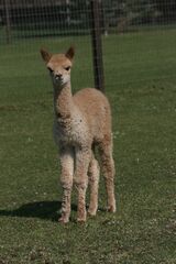 alpaca for sale