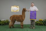 alpaca for sale