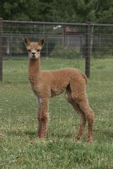 alpaca for sale