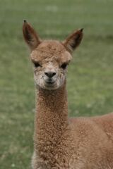 alpaca for sale