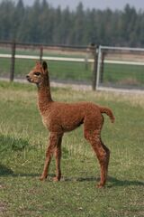 alpaca for sale