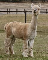 alpaca for sale