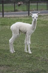 alpaca for sale