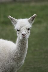 alpaca for sale