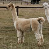 alpaca for sale