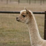 alpaca for sale