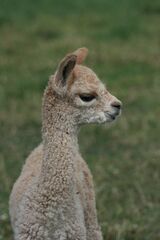 alpaca for sale