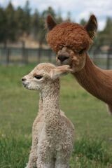 alpaca for sale