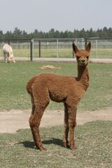 H2R Clover - 2024 female cria sired by Snow Diamond Absinthe 