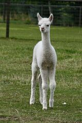 alpaca for sale