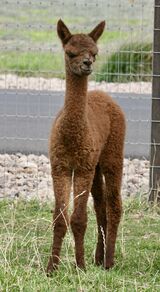 alpaca for sale