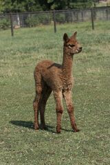 alpaca for sale