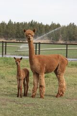 with 2024 female cria by Snow Diamond Absinthe 