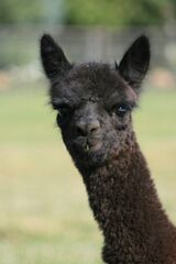 alpaca for sale