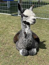 alpaca for sale